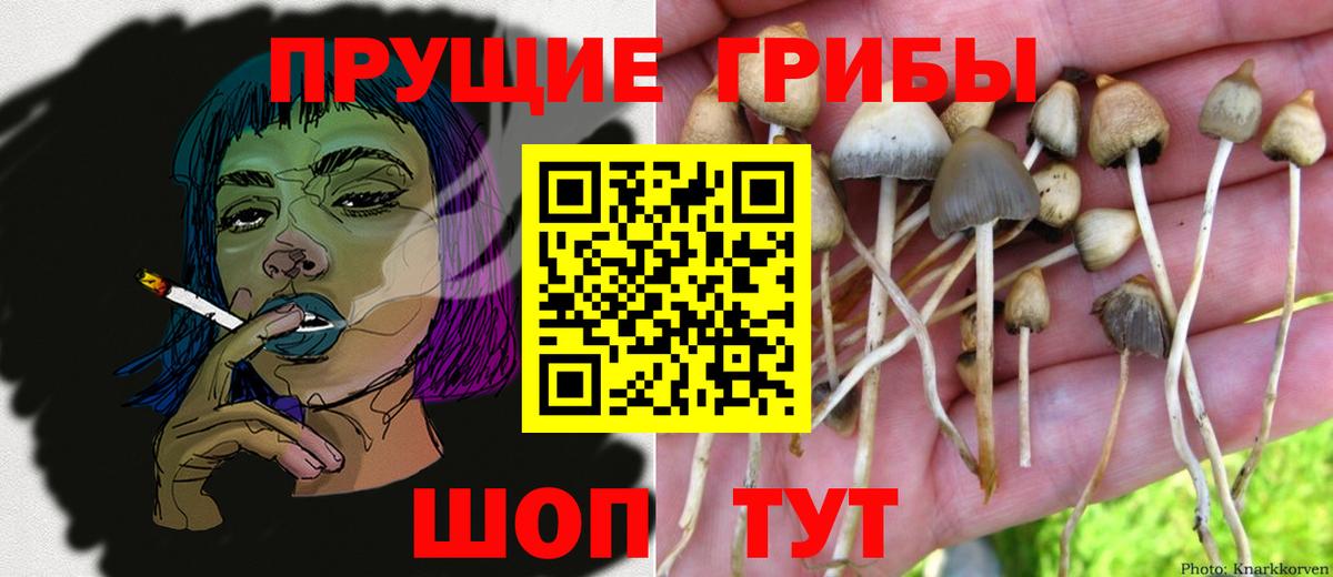 Псилоцибиновые грибы Psilocybe  Галлюциногенные грибы прущие грибы  Богородицк 